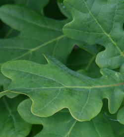 Close up of leaves