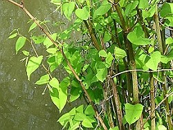 knotweed