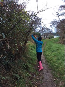 A volunteer trimming a tree overhanging a path