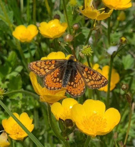 Marsh Fritillary