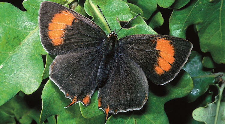 Brown hairstreak butterfly