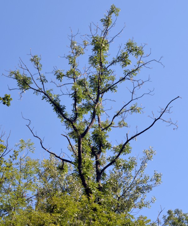 Ash Dieback disease