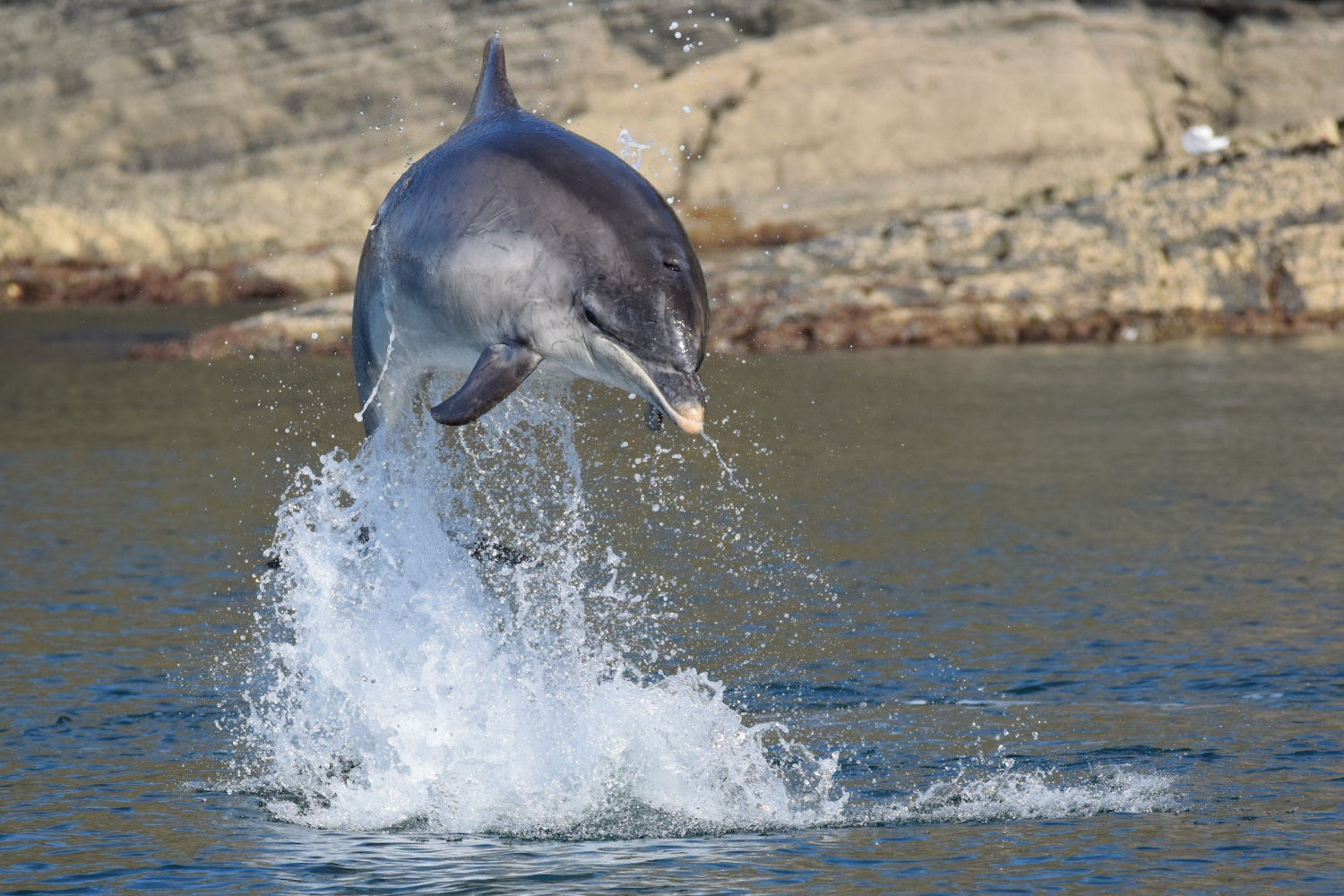 Bottlenose dolphin jumping out of the water