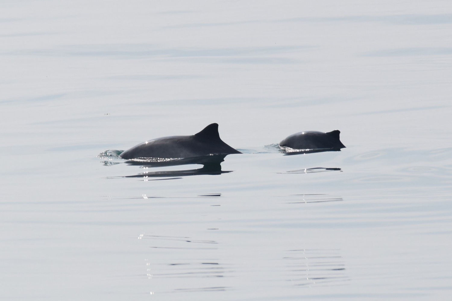 Dolphins fins appearing out of the water