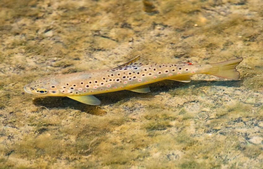 Brwon trout