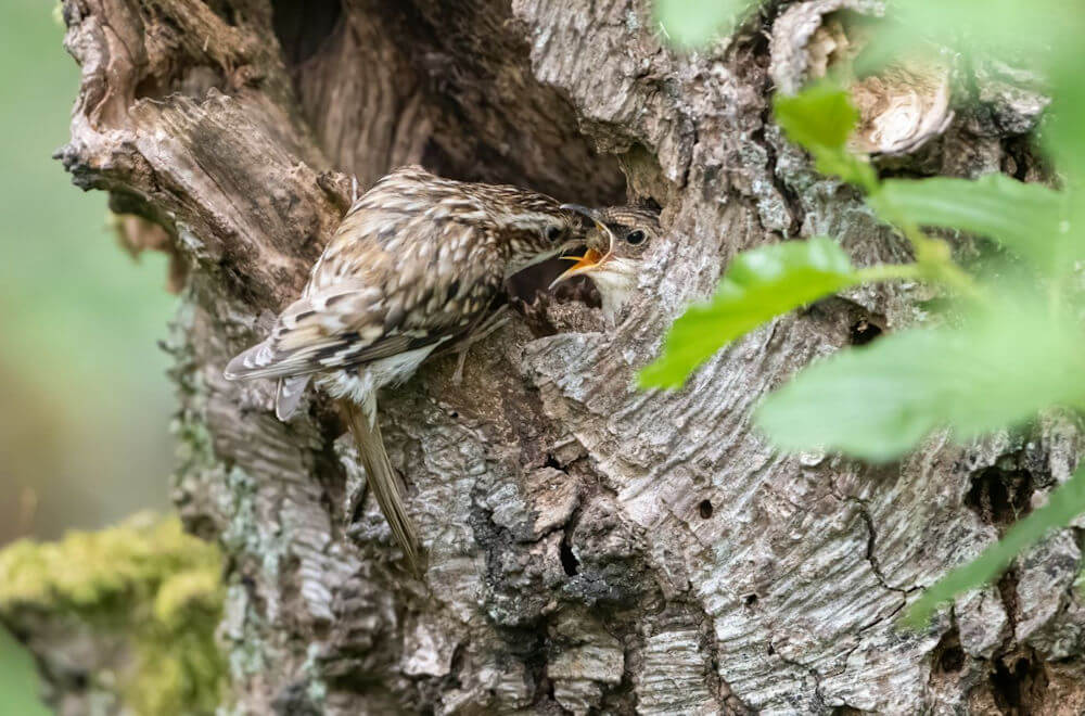 A tree creeper