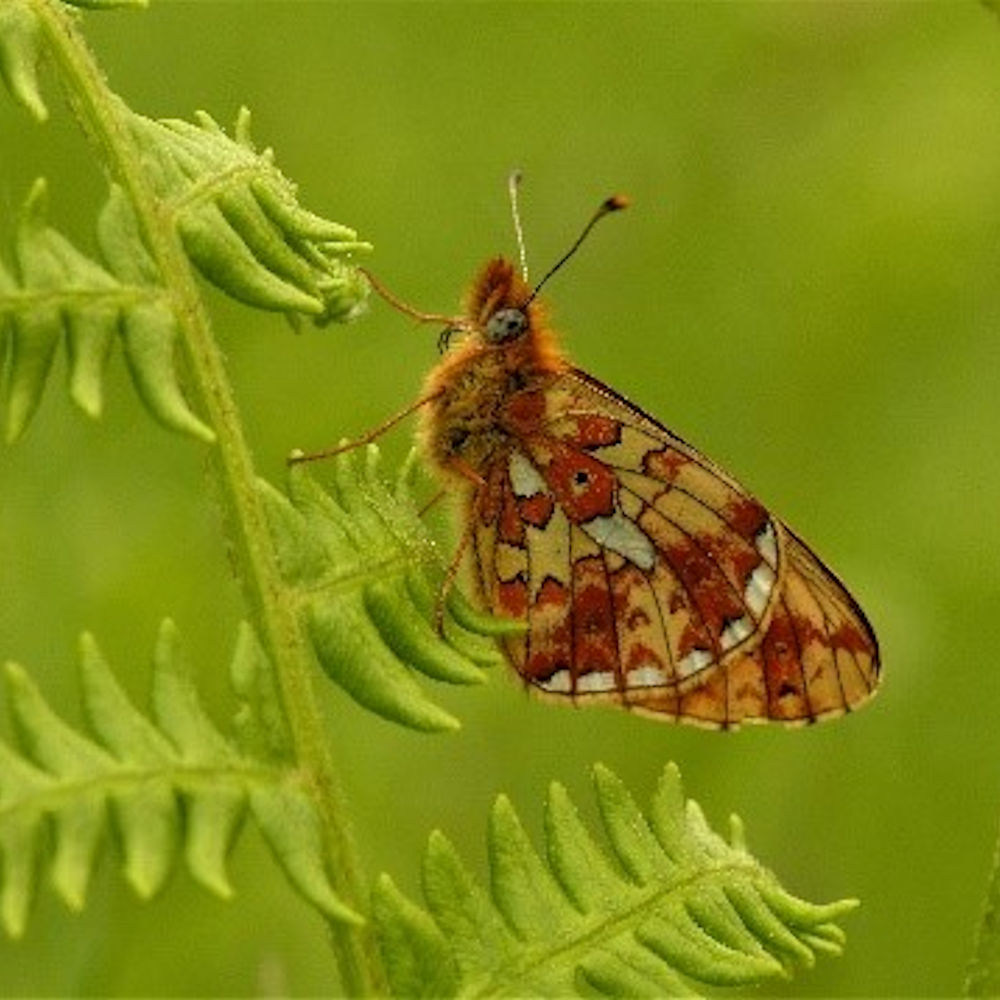 Ceredigion Biodiversity Action Plan