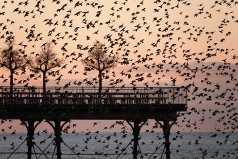 Starlings at Aberystwyth pier