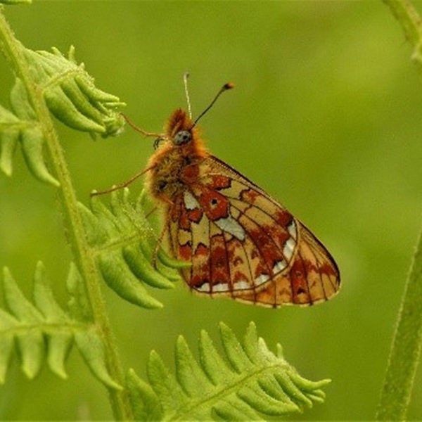 Ceredigion Biodiversity Action Plan