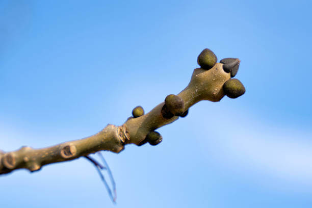 Buds on a branch