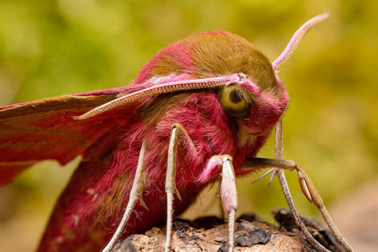 Elephant Hawk Moth