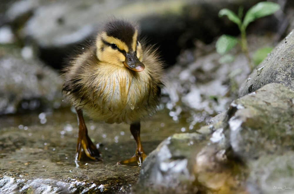 Duckling