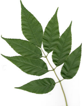 Image of leaves